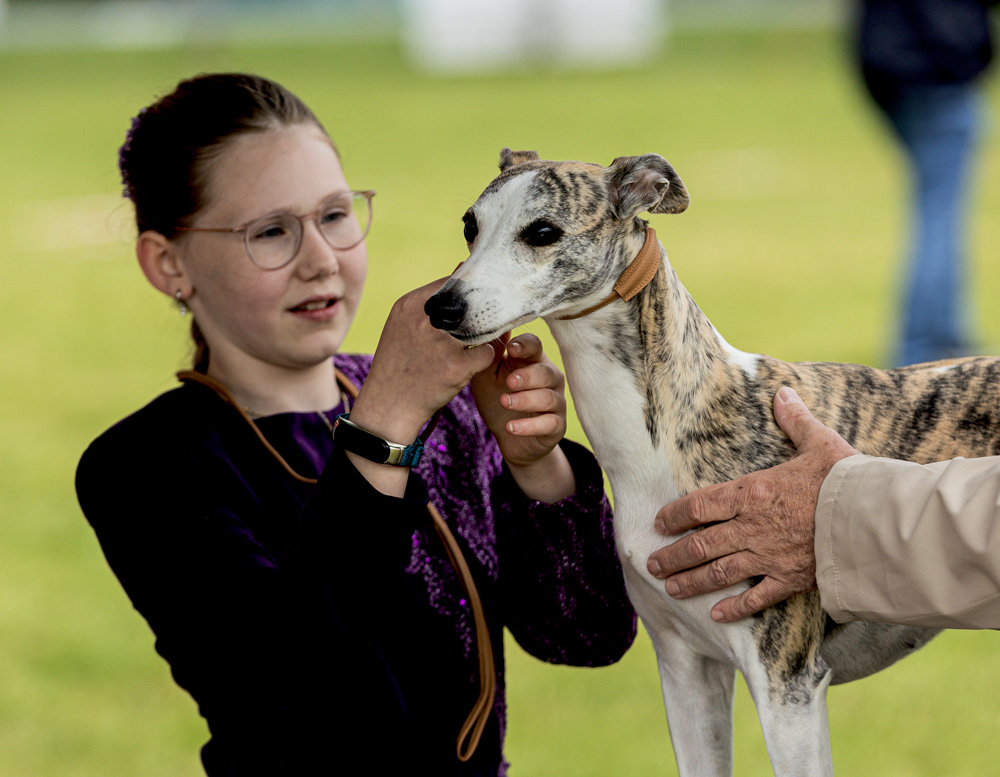 Whippet Ausstellung